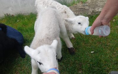 Vybíráme jména pro ovčí kluky